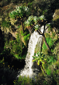 Mount kenya - Chogoria route (RoadHead) Nithi Falls